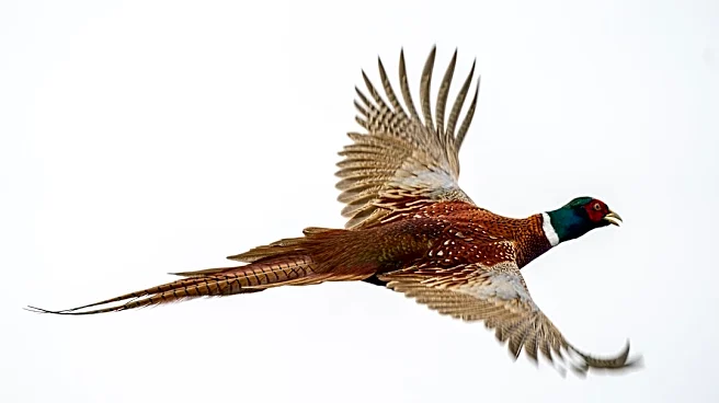 Iowa's 2026 Roadside Wildlife Survey Highlights Weather and Habitat Impacts