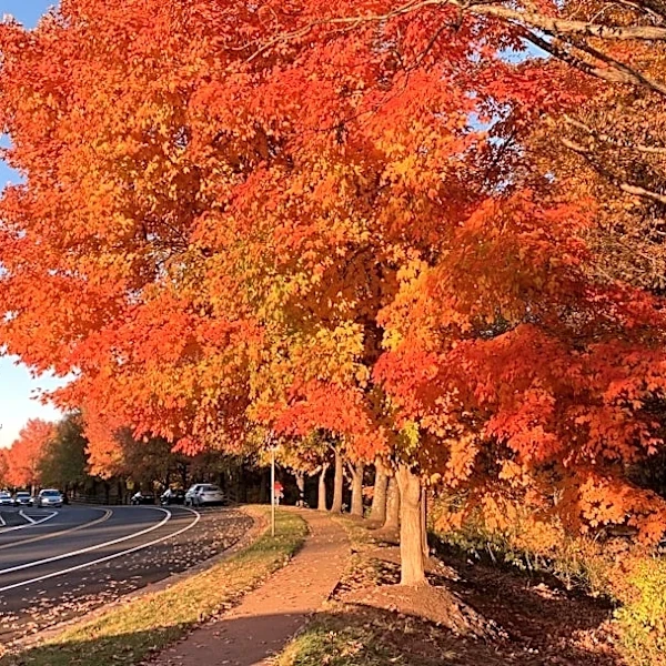 U.S. Fall Foliage Maps and Trackers for 2026 Leaf-Peeping