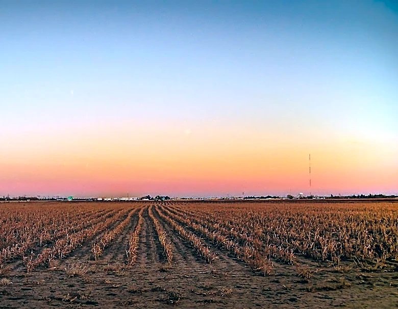 77% of U.S. Sugar Crops Affected by Drought, USDA Reports