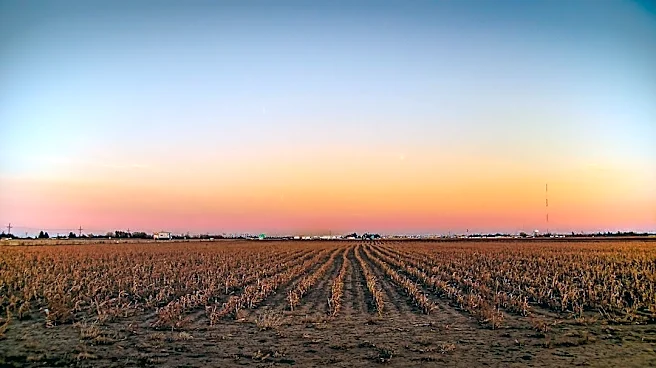 77% of U.S. Sugar Crops Affected by Drought, USDA Reports