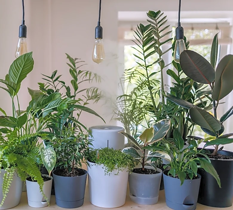 How to Choose the Best Indoor Plants for Clean Air