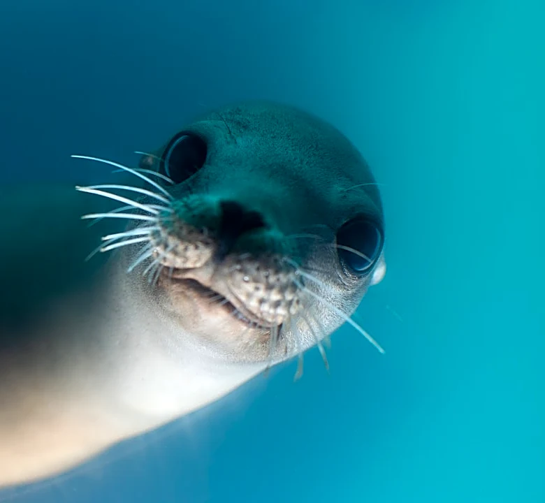 El Niño May Lead to Mass Stranding of Marine Mammals Along California Coast