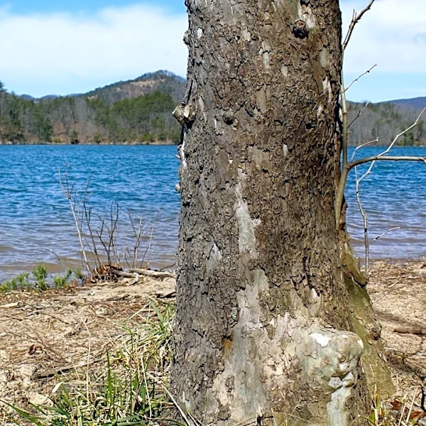 Exceptional Drought Conditions Persist in Virginia