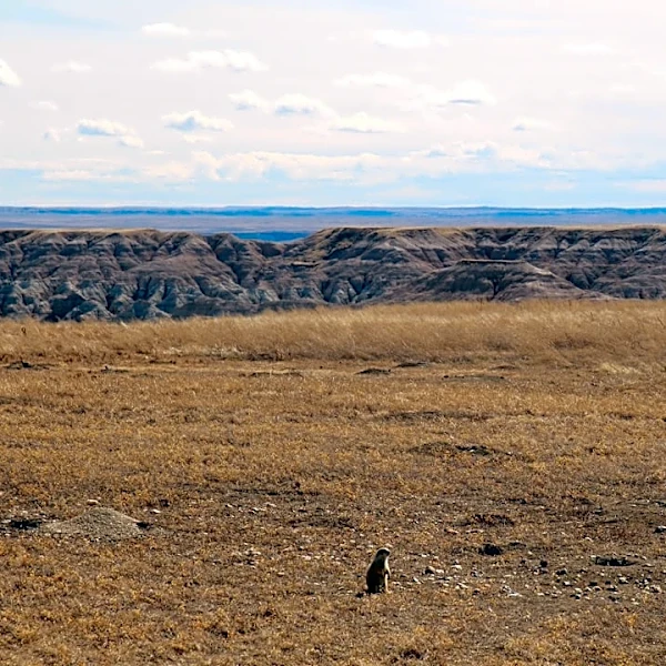 North Dakota Experiences Favorable Weather for Wildlife and Hunting in 2026