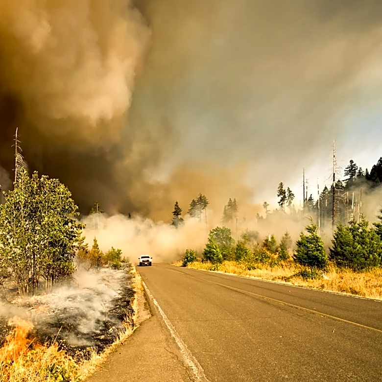 Essential Safety Tips for Wildfire Preparedness and Recovery