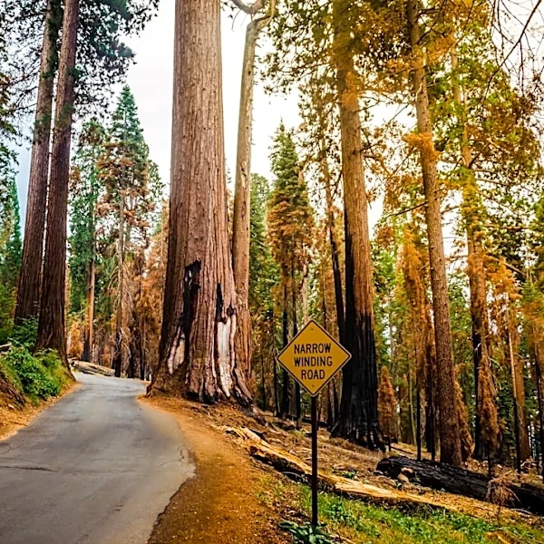 National Parks See Decline in Visitors Amid Rising Fees and Natural Disasters