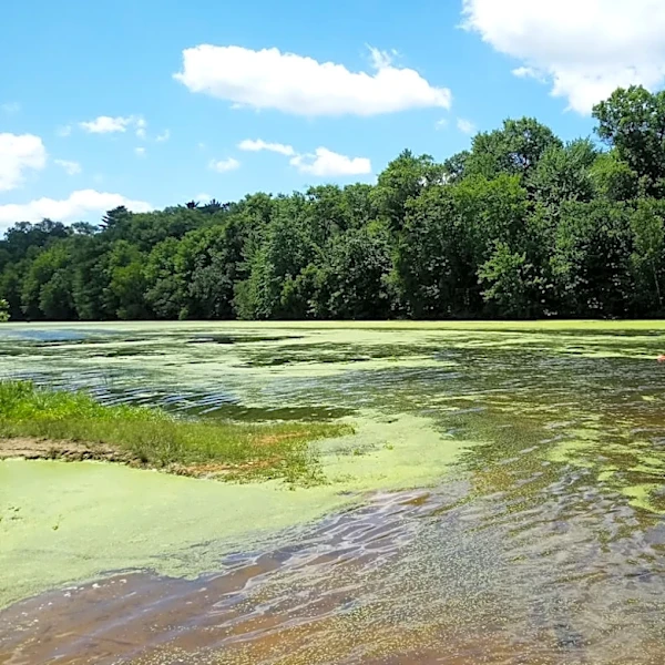 Algae Outbreaks and Mosquito Concerns Amid Summer Weather in Wisconsin