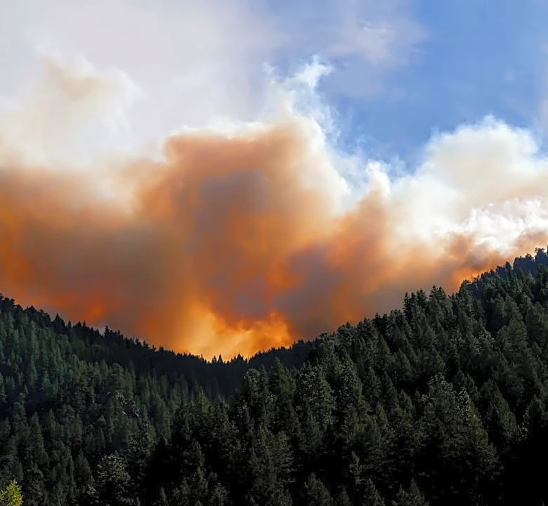 Fast-Burning Wildfires Threaten Colorado Forest Recovery