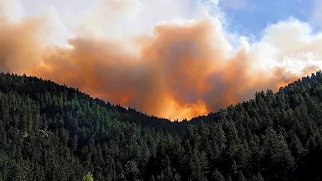 Fast-Burning Wildfires Threaten Colorado Forest Recovery