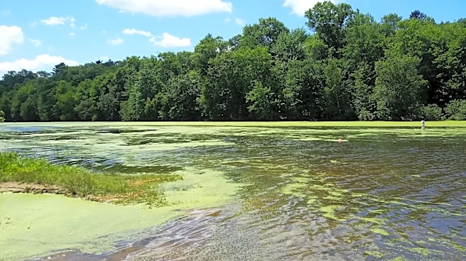 Algae Outbreaks and Mosquito Concerns Amid Weather Changes in Wisconsin