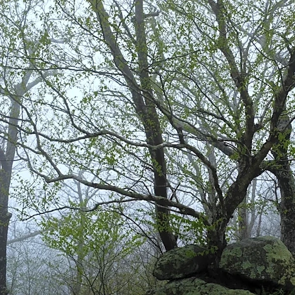 Localized Flooding Risks in Cave Spring, Virginia During Rain Events
