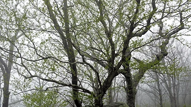 Localized Flooding Risks in Cave Spring, Virginia During Rain Events