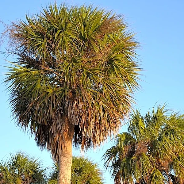 Summer Heat Persists in Tallahassee Before Midweek Relief