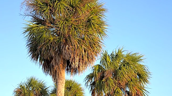 Summer Heat Persists in Tallahassee Before Midweek Relief