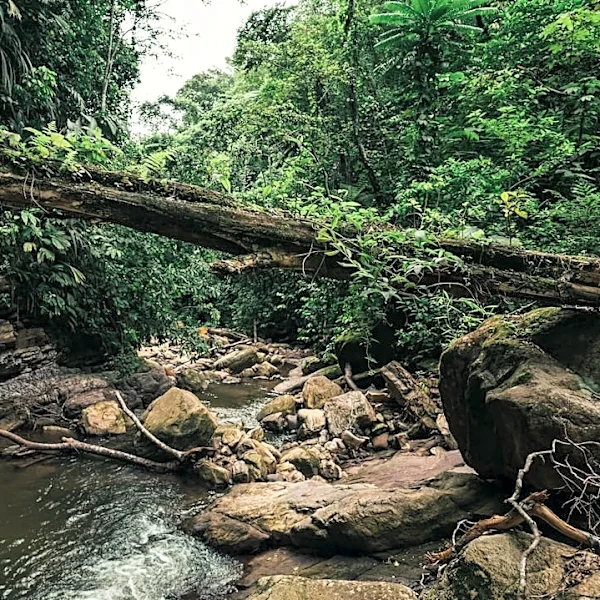 Understanding El Niño: Impacts on the Amazon Rainforest