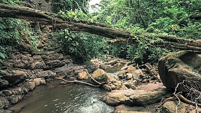 Understanding El Niño: Impacts on the Amazon Rainforest