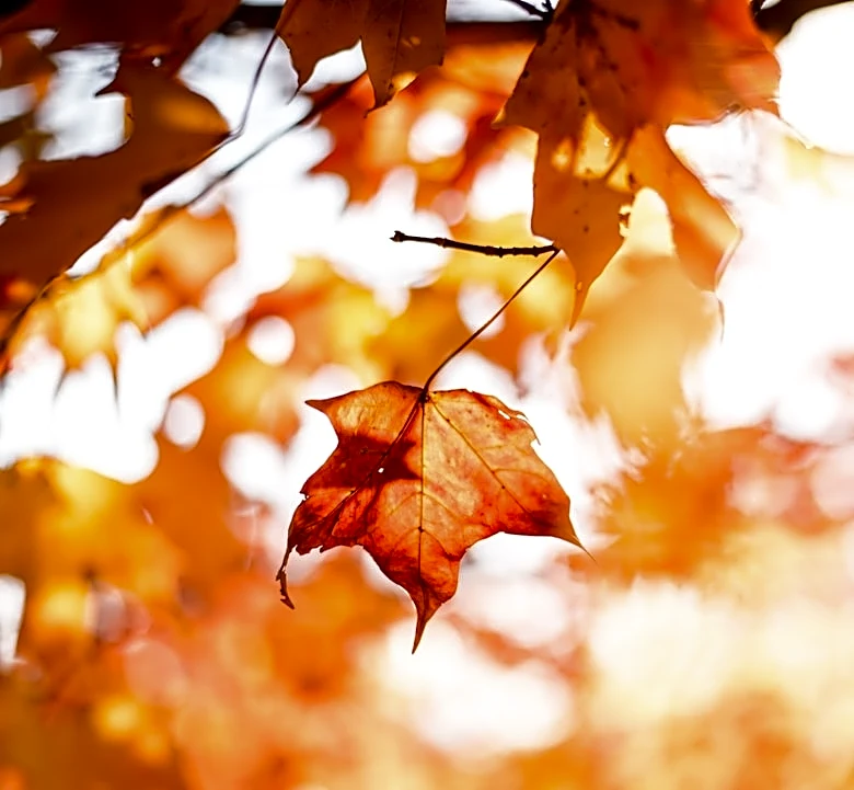 2026 Fall Foliage Forecast: Peak Colors to Progress North to South