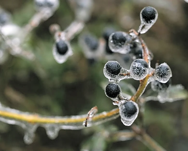 Frost Hits New England as 100°F Heat Grips the South