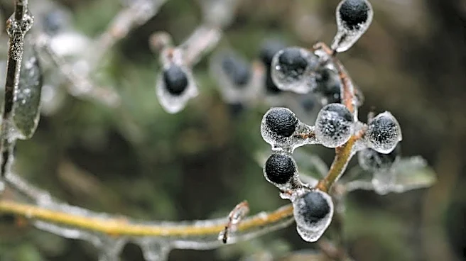 Frost Hits New England as 100°F Heat Grips the South