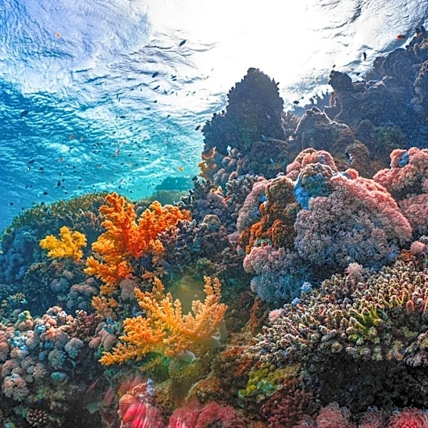Scientists Urge Emergency Measures to Protect Marine Life Amid Record El Niño