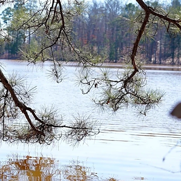 Georgia Faces Repeated Flooding Due to Heavy Rain and Saturated Ground