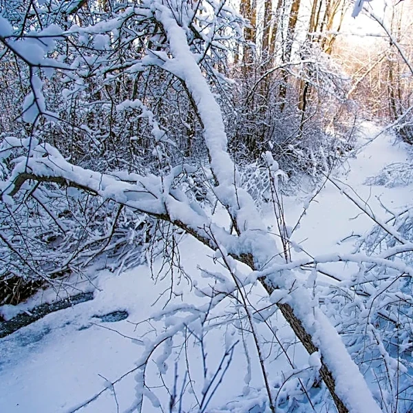 NOAA Predicts Warmer Winter for Upper Midwest Amid Strong El Niño