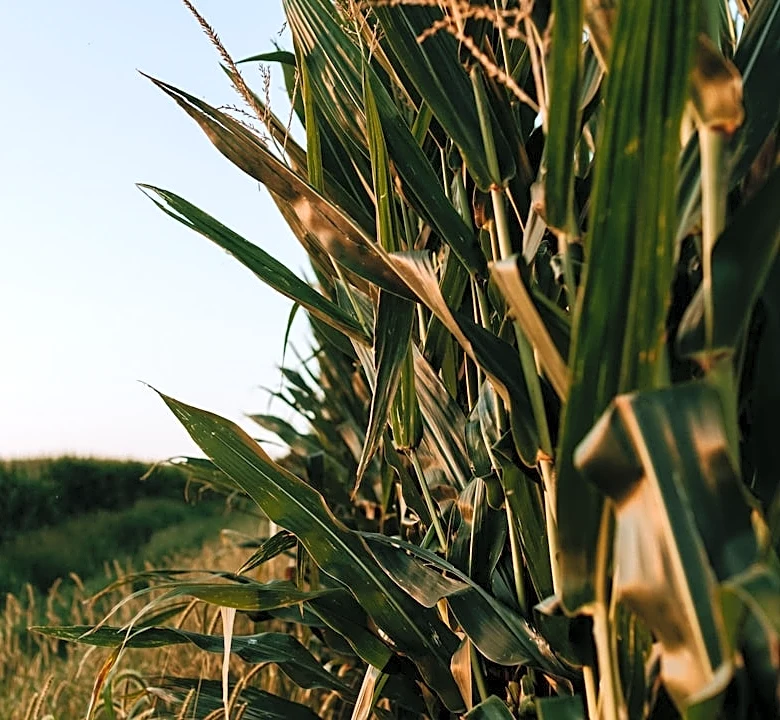 Heavy rains forecast to disrupt Iowa harvest