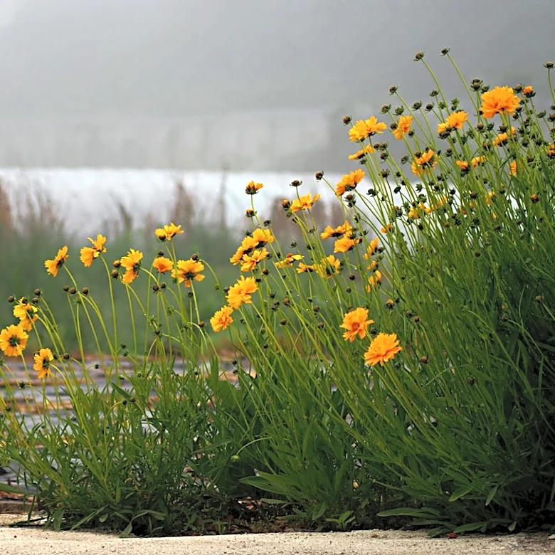 How Rain Gardens Help Manage Stormwater and Protect the Environment