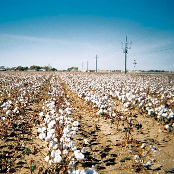 Texas crops suffer under drought and extreme heat