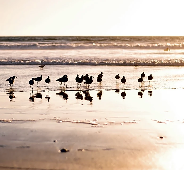 Wave of Dead Seabirds Washes Ashore in Venice Beach