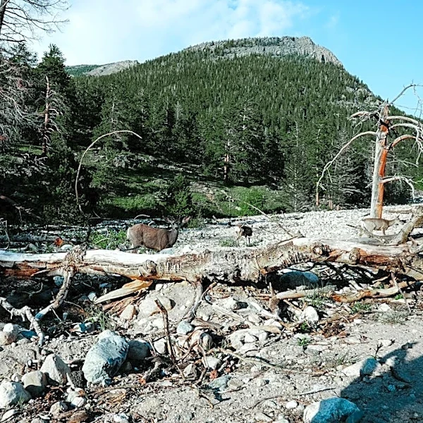 Debris Flows Threaten Colorado Amid Intense Rainfall