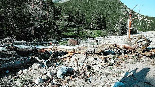 Debris Flows Threaten Colorado Amid Intense Rainfall