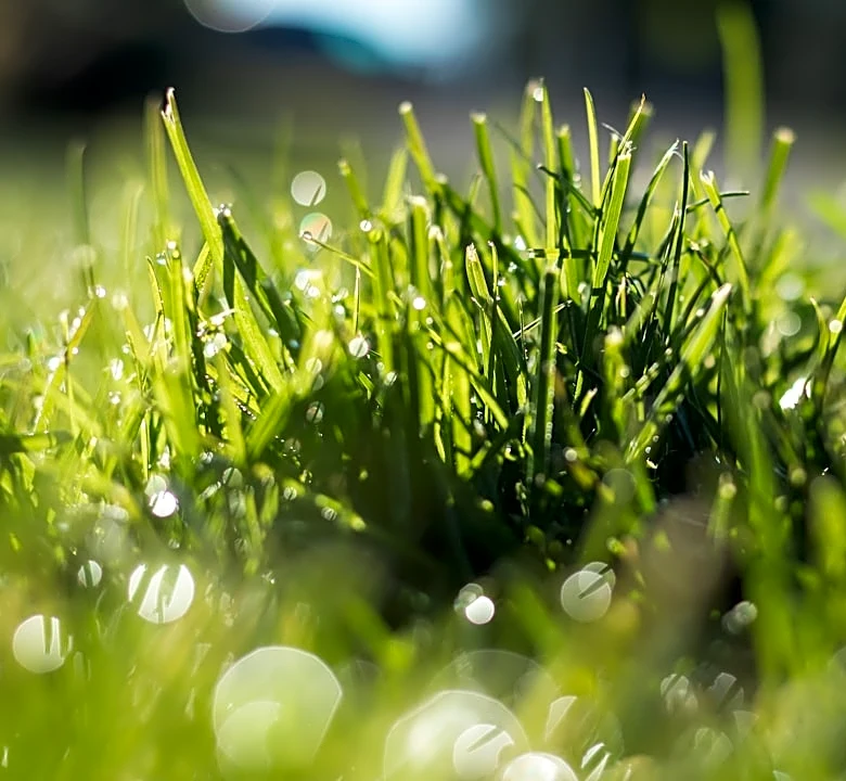 When to stop watering lawns this fall