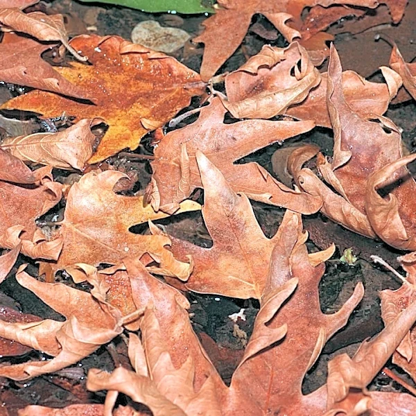 Extreme drought triggers early leaf browning in Ozarks