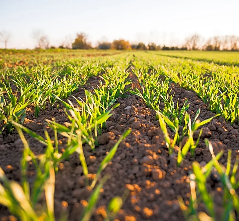 El Niño Threatens Global Food Commodities