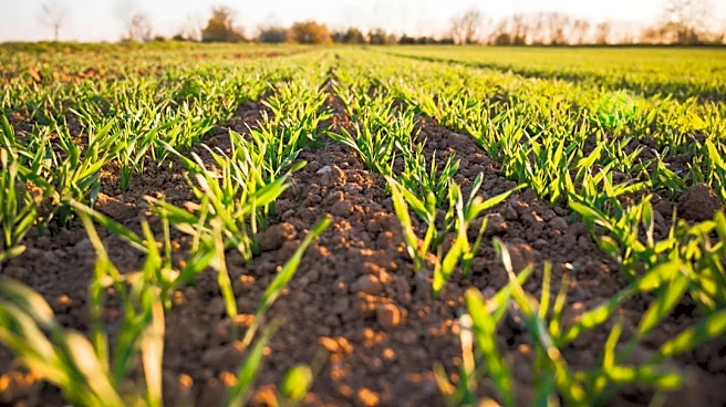 El Niño Threatens Global Food Commodities