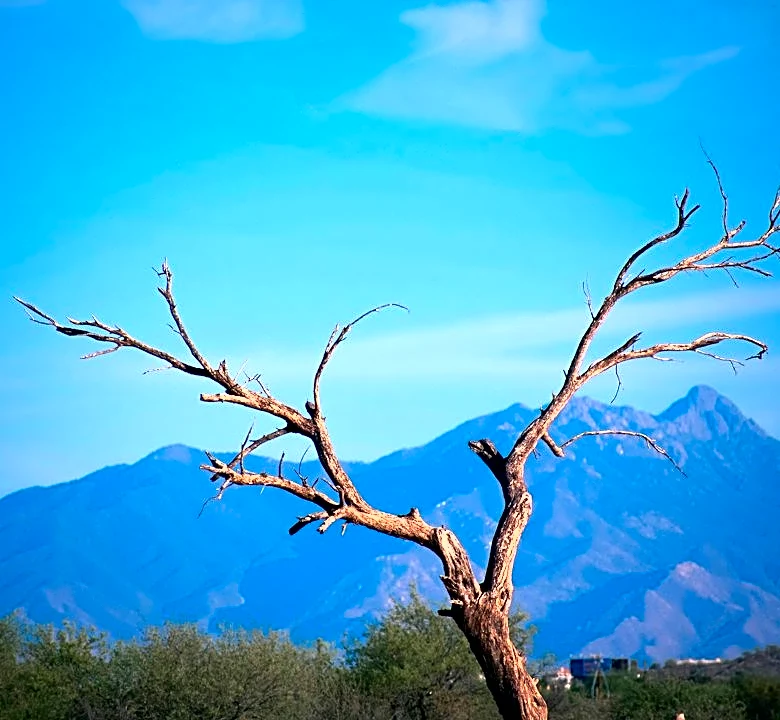 Monsoon Storms Topple Trees Across Tucson