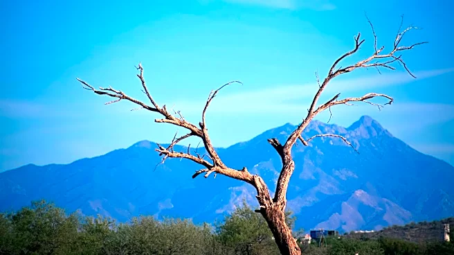 Monsoon Storms Topple Trees Across Tucson