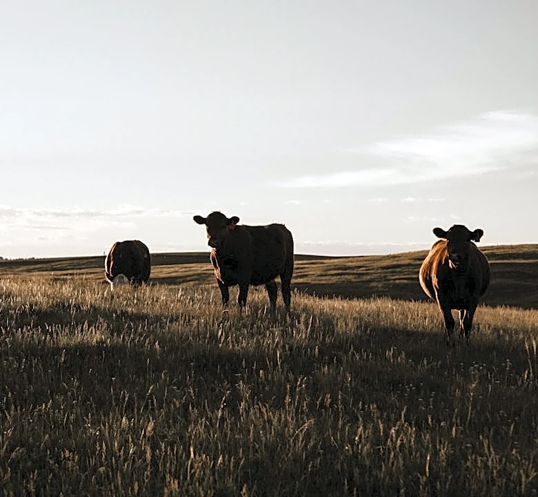 Livestock Grazing Used to Reduce Wildfire Risks