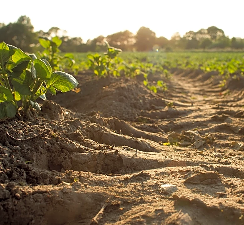 Denver Expert Offers Rainy Season Farming Tips