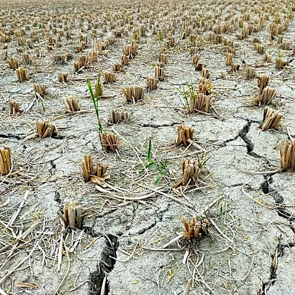 IRS Extends Tax Relief for Farmers Amid Drought