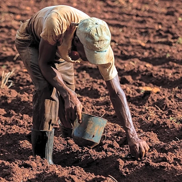 How El Niño Impacts Global Food Commodities