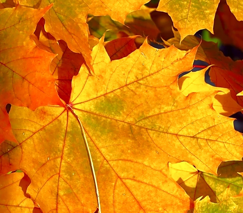 Spectacular Fall Foliage Predicted Across U.S.