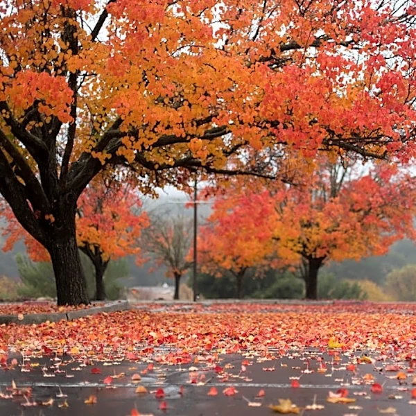 Fall Cold Front Brings Cooler Air to Carolinas