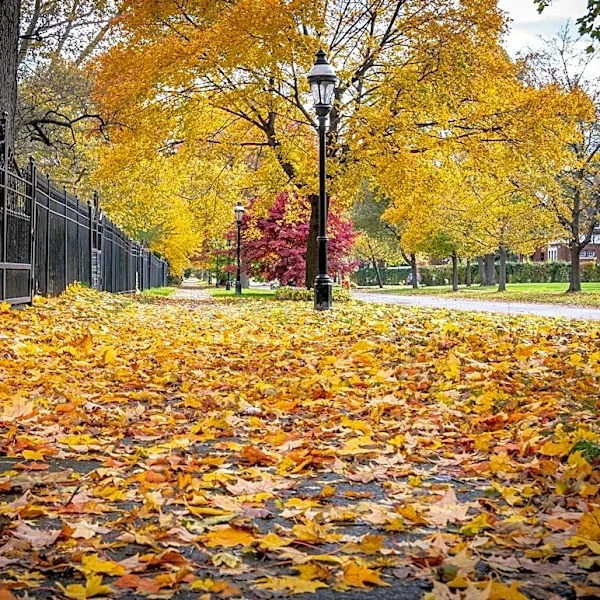 El Niño Expected to Intensify This Fall in the U.S.