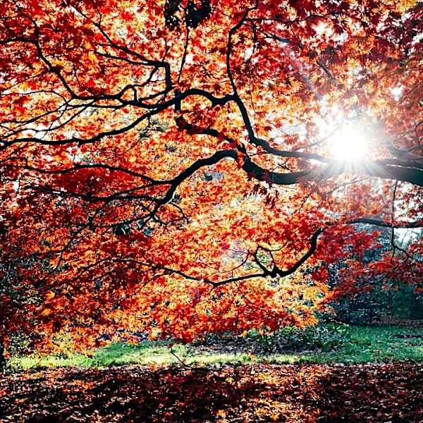 Understanding the Autumnal Equinox: A Seasonal Shift in the Sky