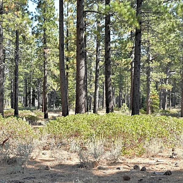 Tahoe Fund Launches Campaign Amid Wildfire Threat