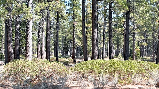 Tahoe Fund Launches Campaign Amid Wildfire Threat