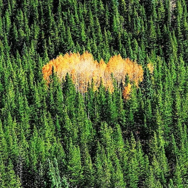Idaho's 2026 Elk Outlook: Dry Summer Impacts Hunting