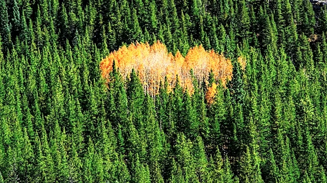 Idaho's 2026 Elk Outlook: Dry Summer Impacts Hunting